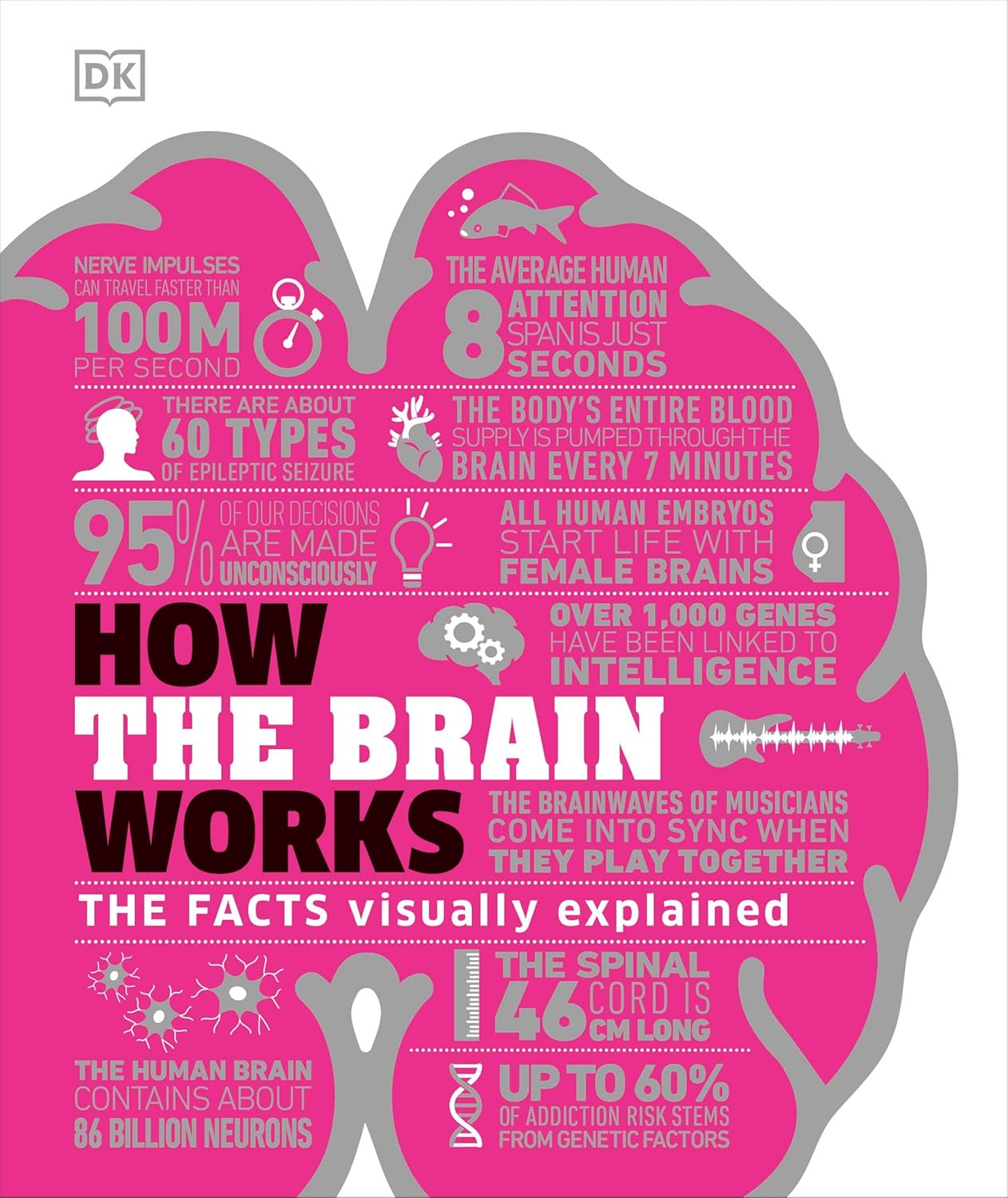 How the Brain Works: the Facts Visually Explained