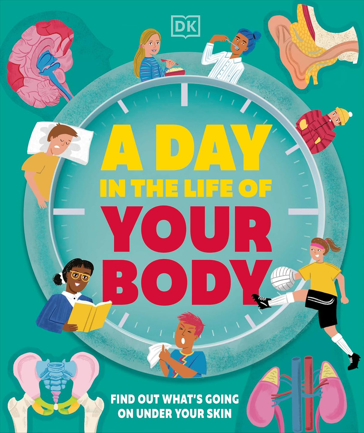 Day in the Life of Your Body: Find Out What's Going on under Your Skin
