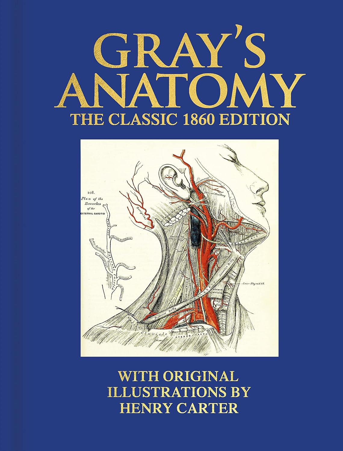 Grays Anatomy