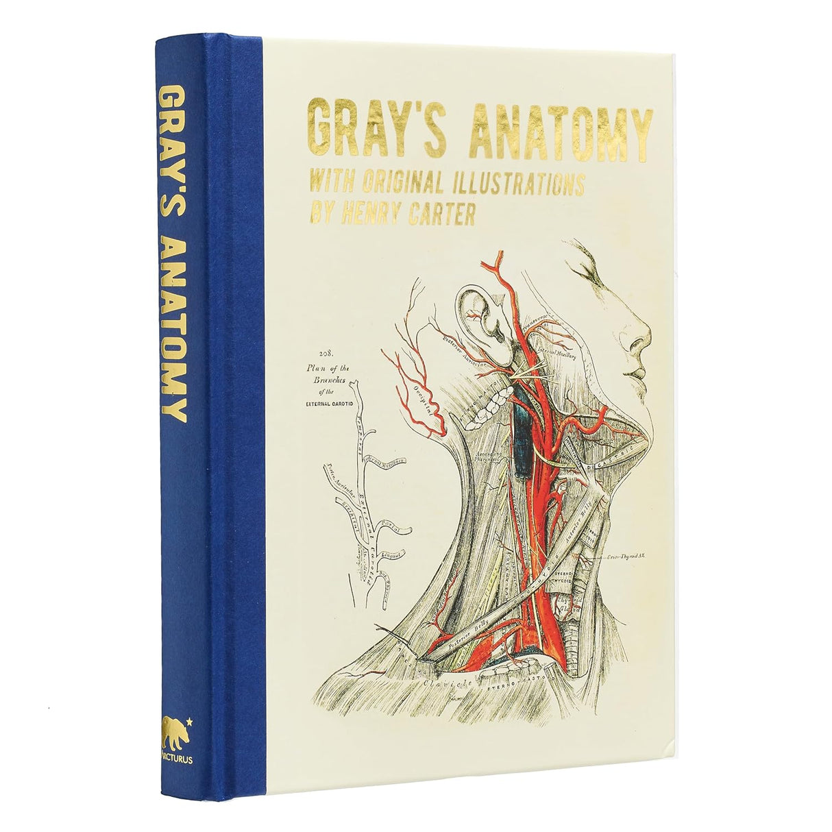 Grays Anatomy