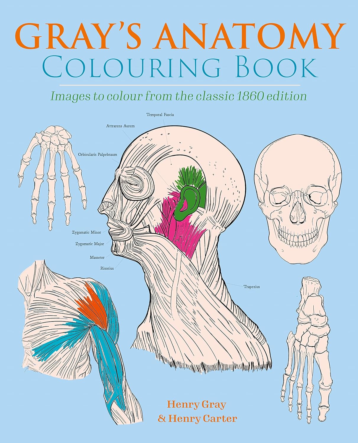 Gray's Anatomy Colouring Book